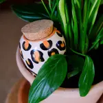 Olla - Pépin - Olla Léopard - image